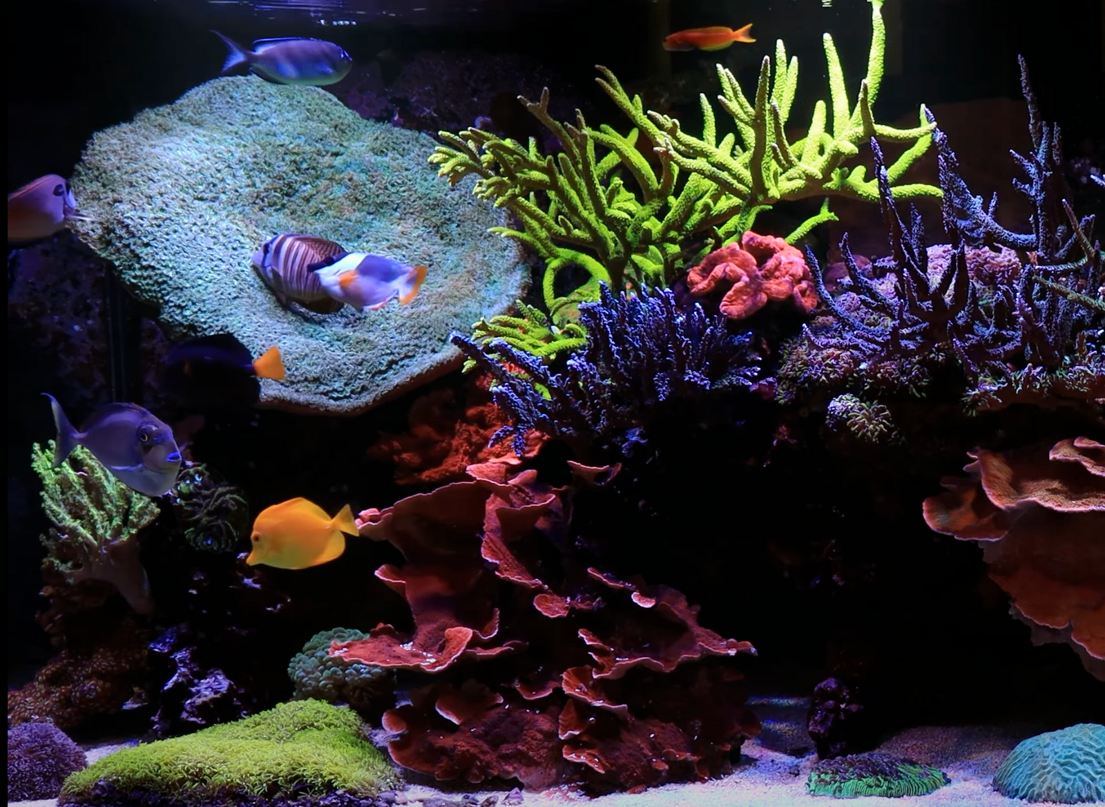 Beginner’s Guide to Coral Types: Soft Corals, LPS, & SPS