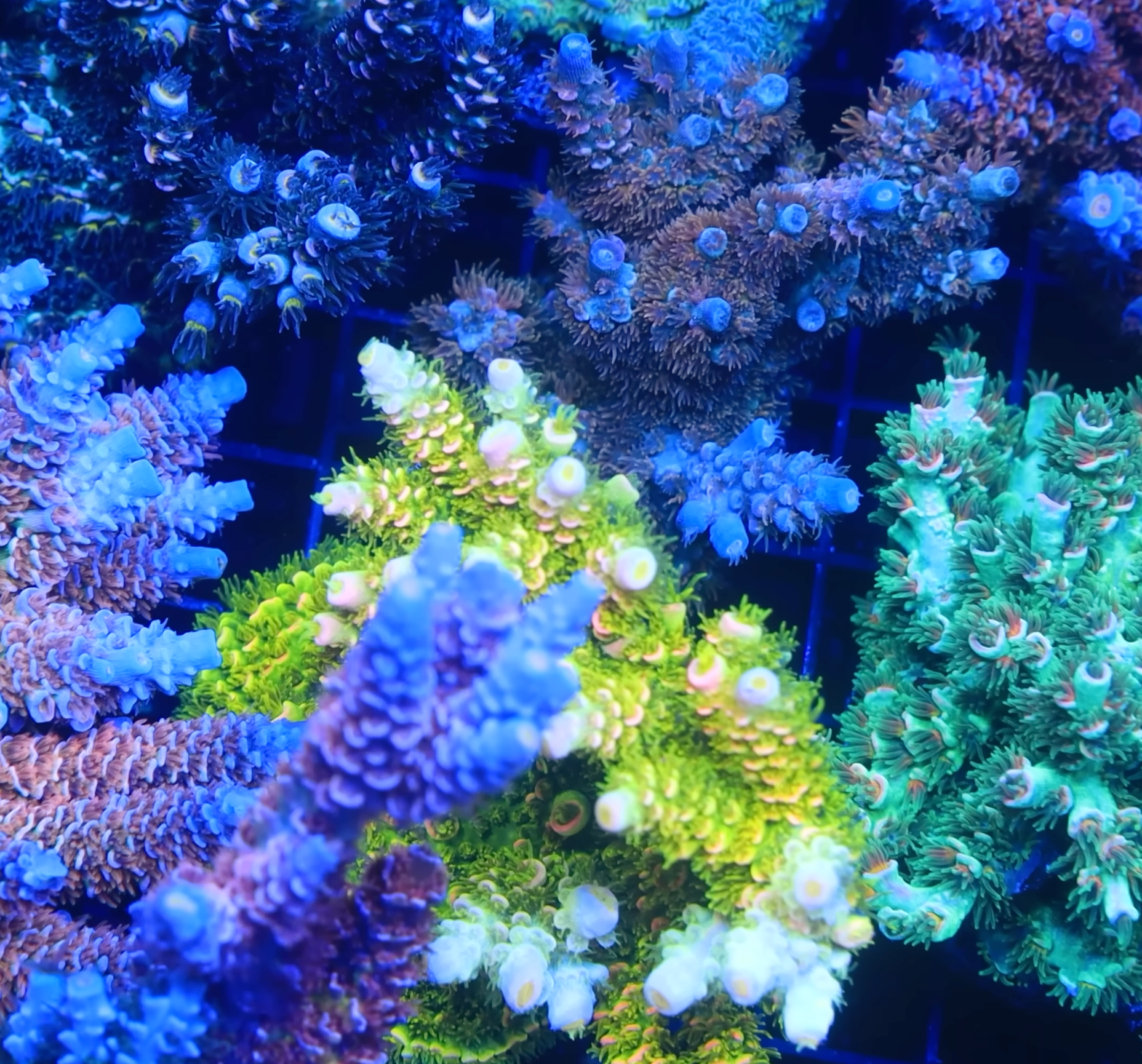 Basic Coral Troubleshooting Common Coral Fragging Issues – Top Shelf Aquatics