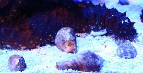 Saltwater Inverts: Building a Clean-Up Crew for Your Perfect Reef