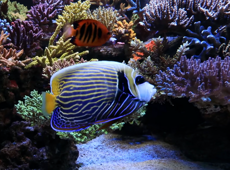 Large Angelfish Growth Rates and Tank Upgrade Planning