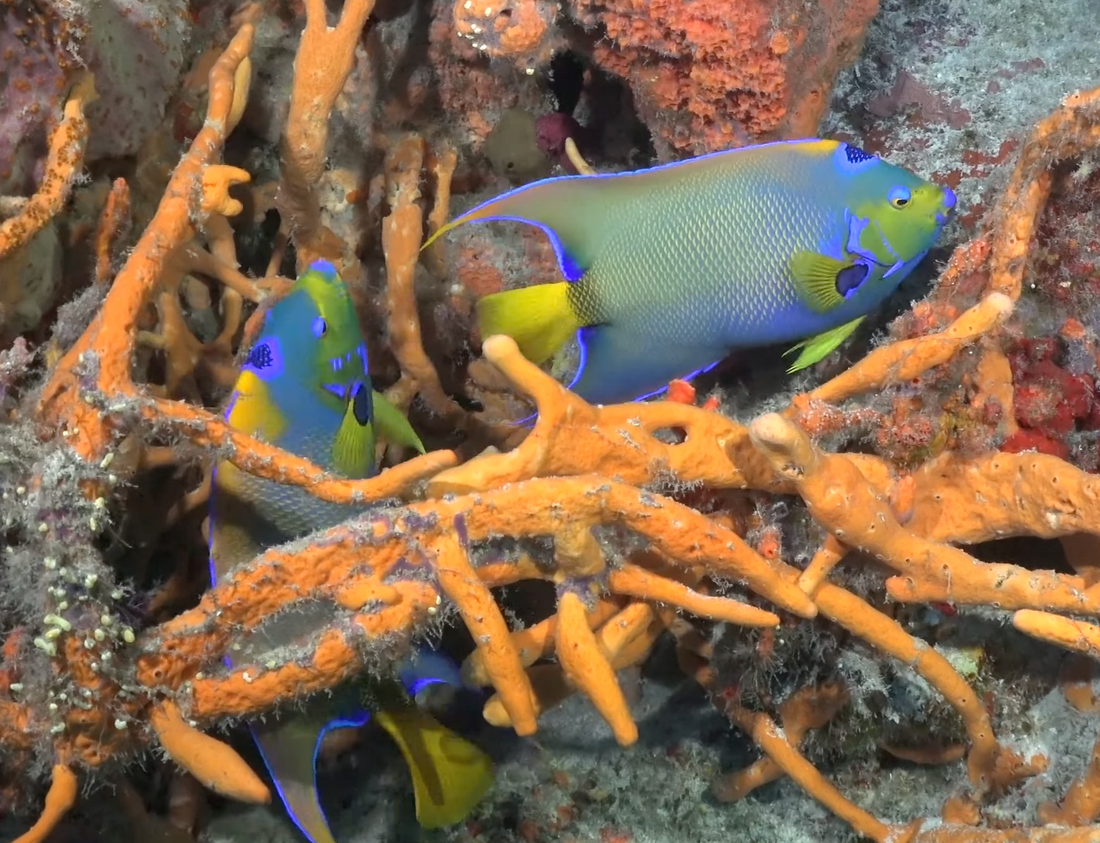 Feeding Angelfish: Sponge-Based vs Omnivorous Diets