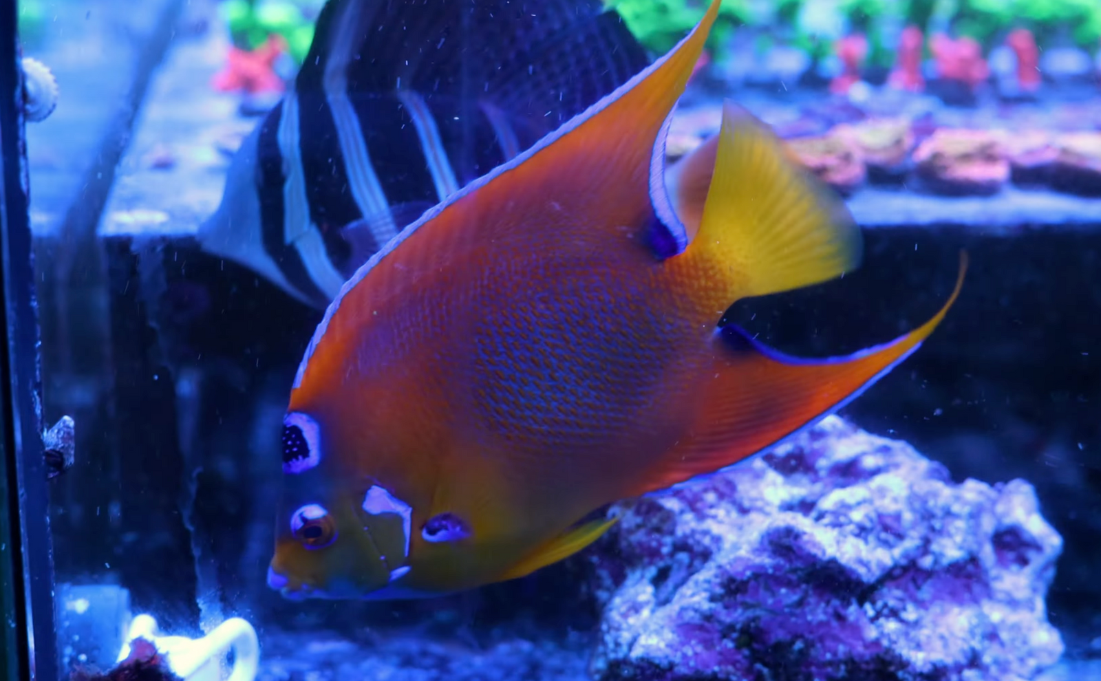 Mixing Multiple Angelfish: What Actually Works in Your Aquarium
