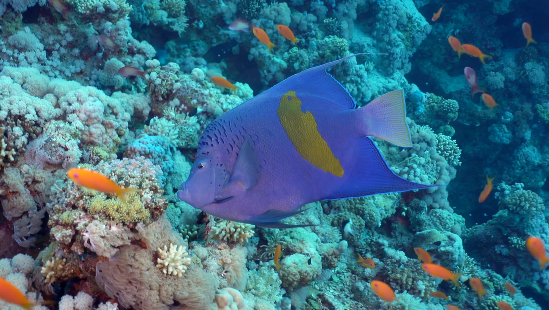 Large Angelfish Growth Rates and Tank Upgrade Planning