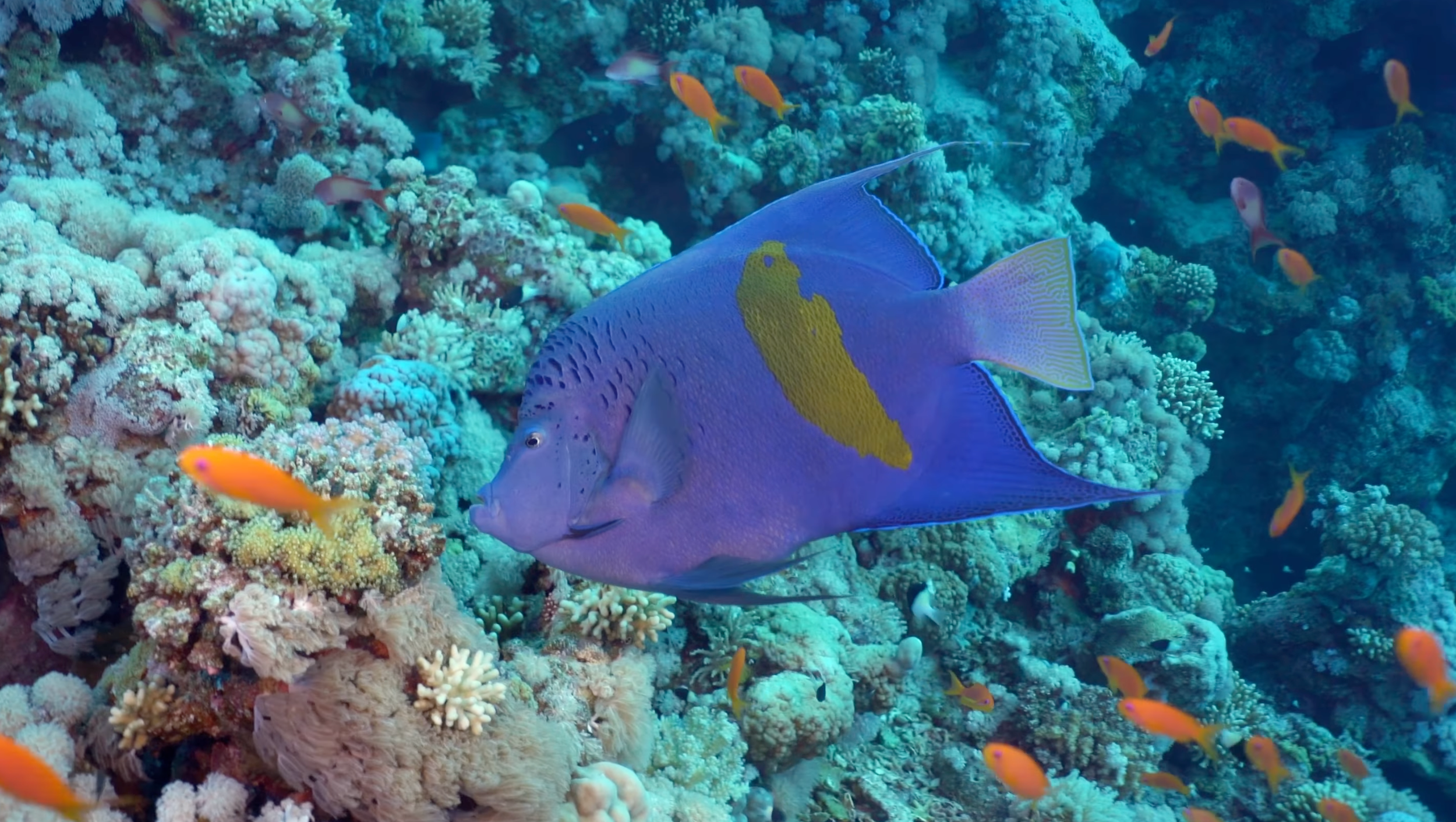 Large Angelfish Growth Rates and Tank Upgrade Planning