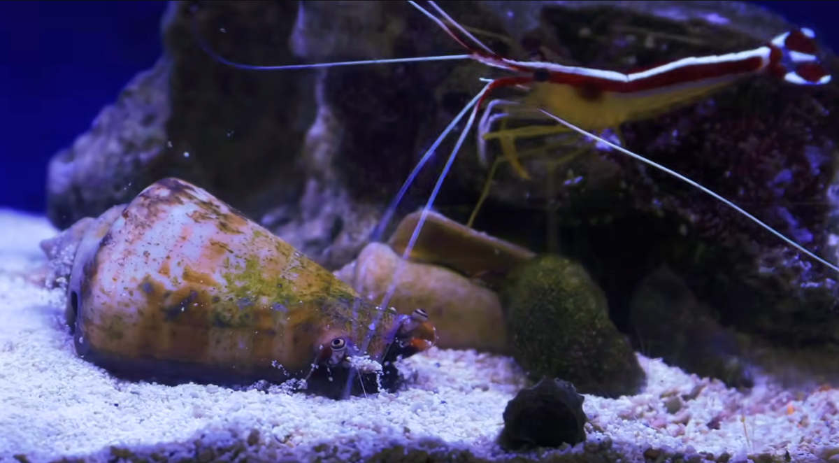 Clean Up Crew Reef Tank: Complete Species Guide and Stocking Strategy ...