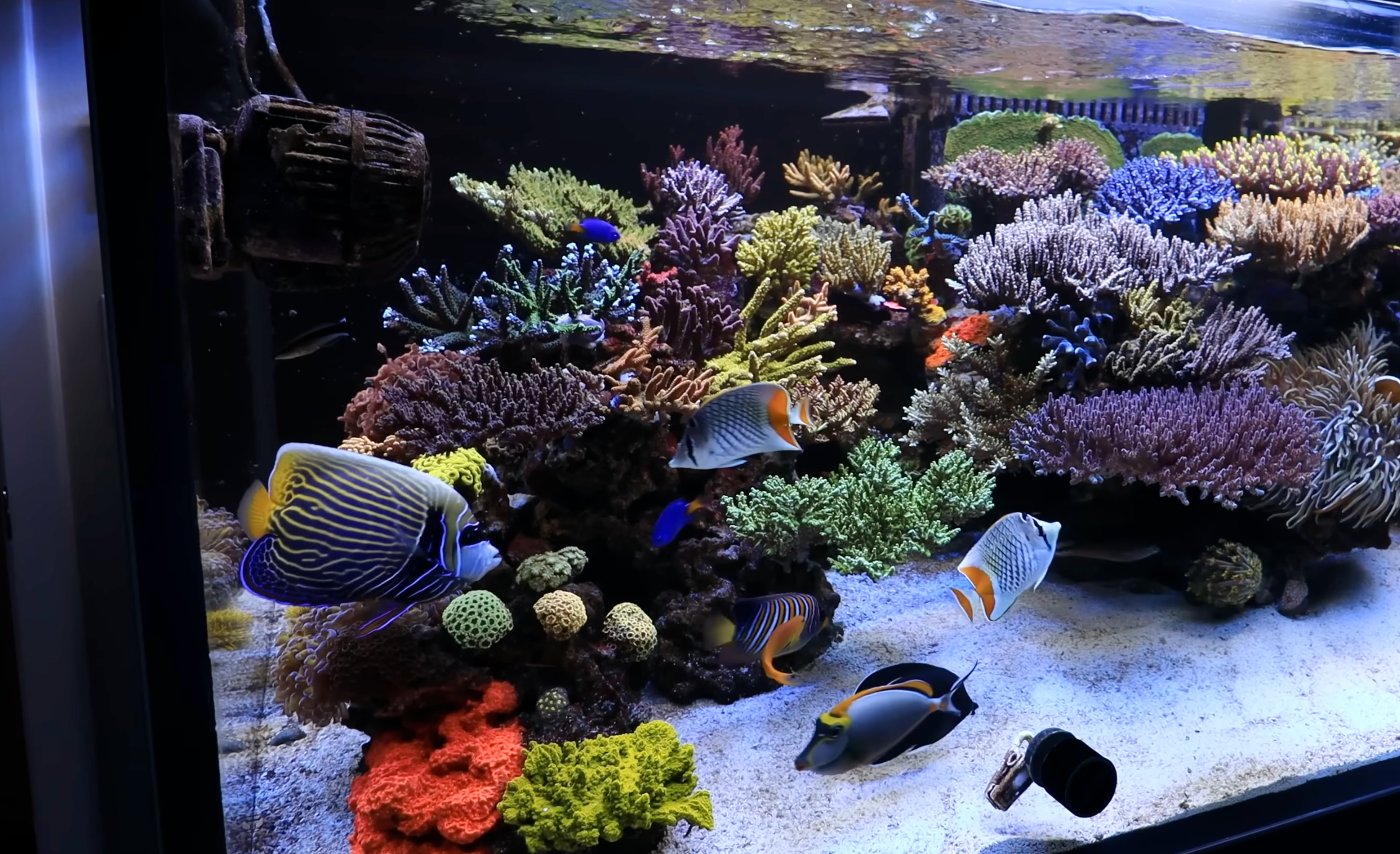 The Best Angelfish for Reef Tanks: A Beginner's Guide