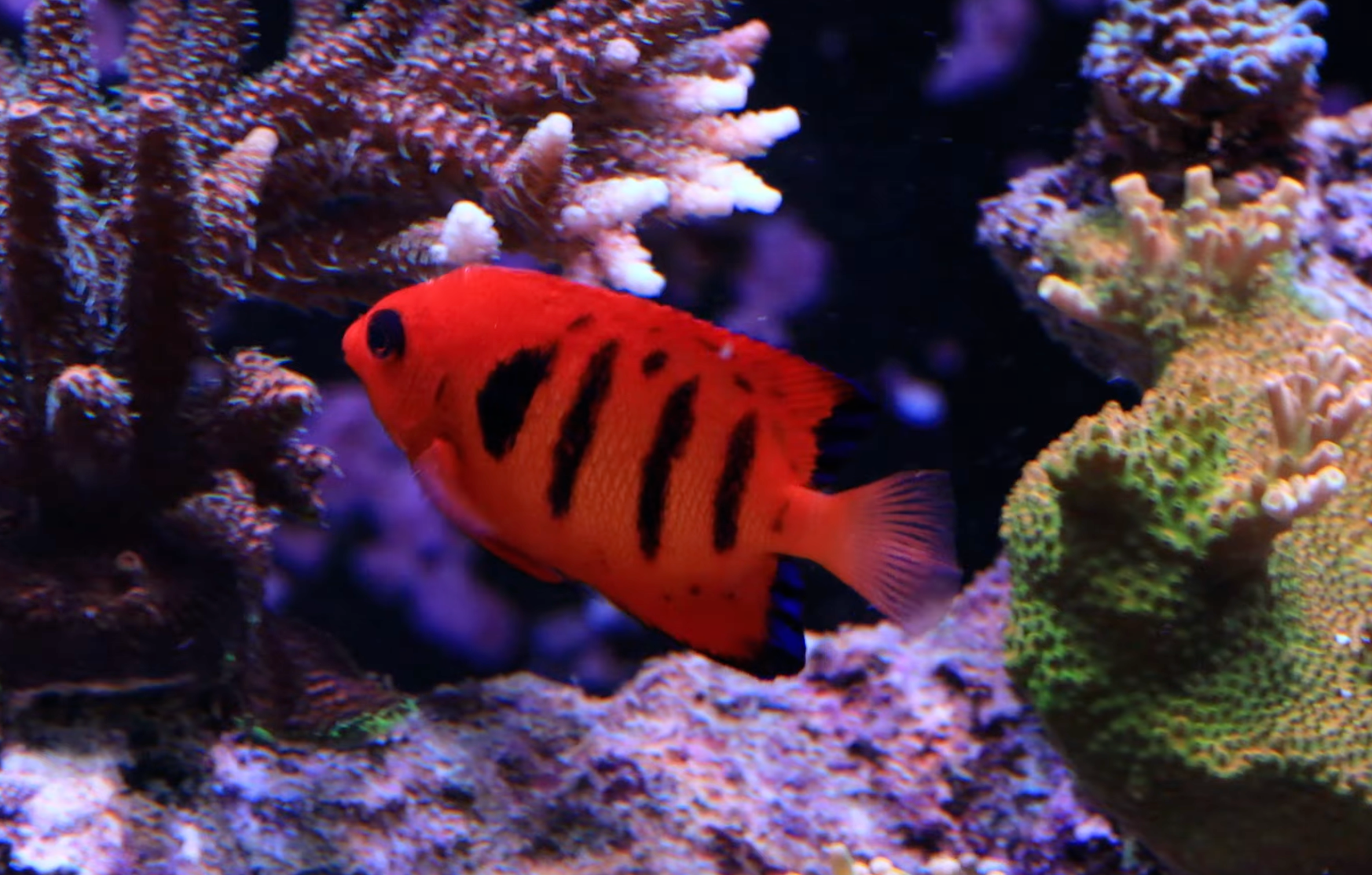 Dwarf Angelfish Reef Safety By Species Top Shelf Aquatics Dwarf Angelfish Reef Safety By Species Top Shelf Aquatics