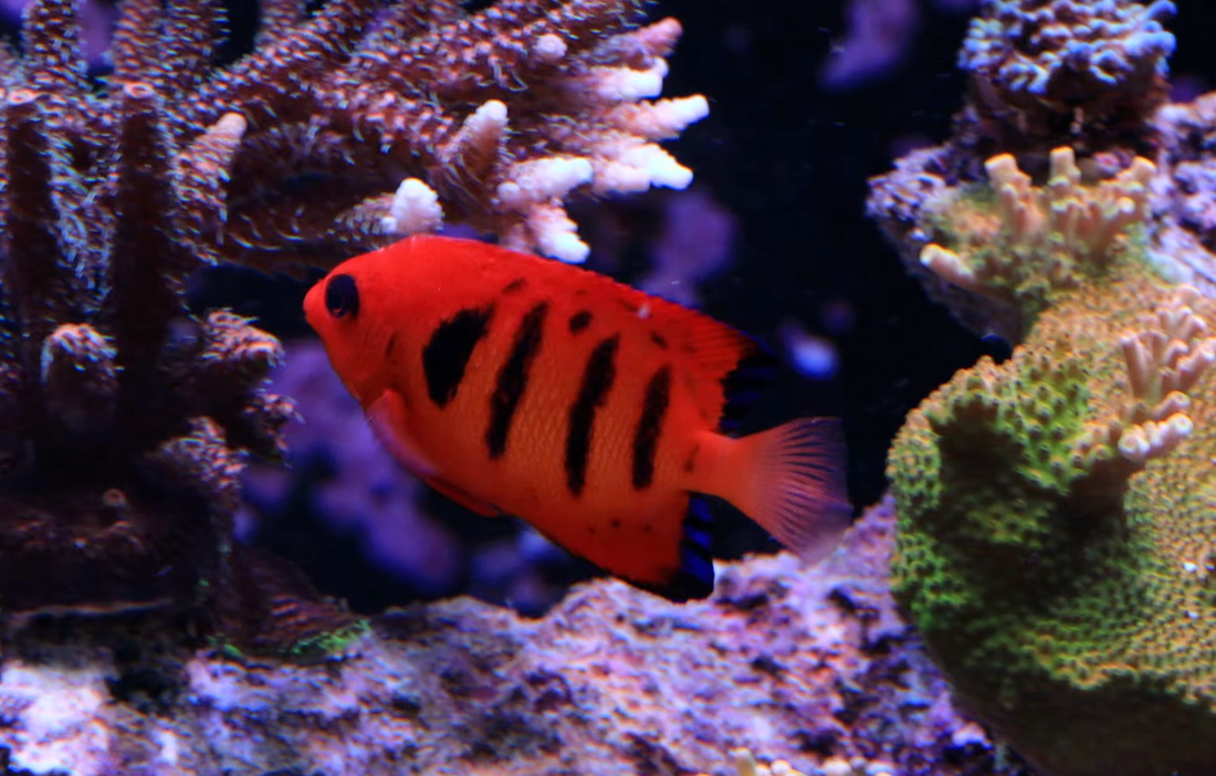 Dwarf Angelfish Reef Safety by Species