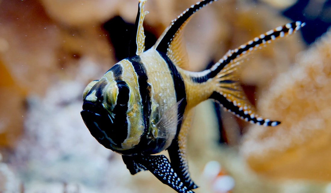 Banggai vs. Pajama Cardinalfish: Which is Right for Your Reef Tank?