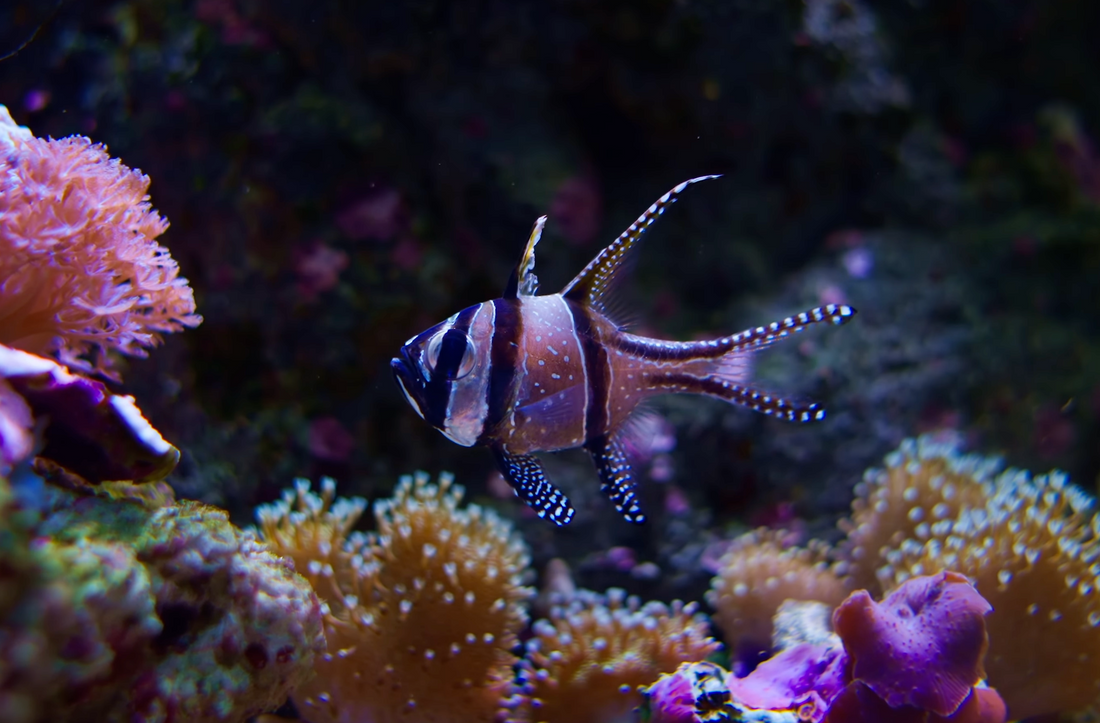 Why Cardinalfish Hide During the Day: Natural Behavior vs Tank Issues