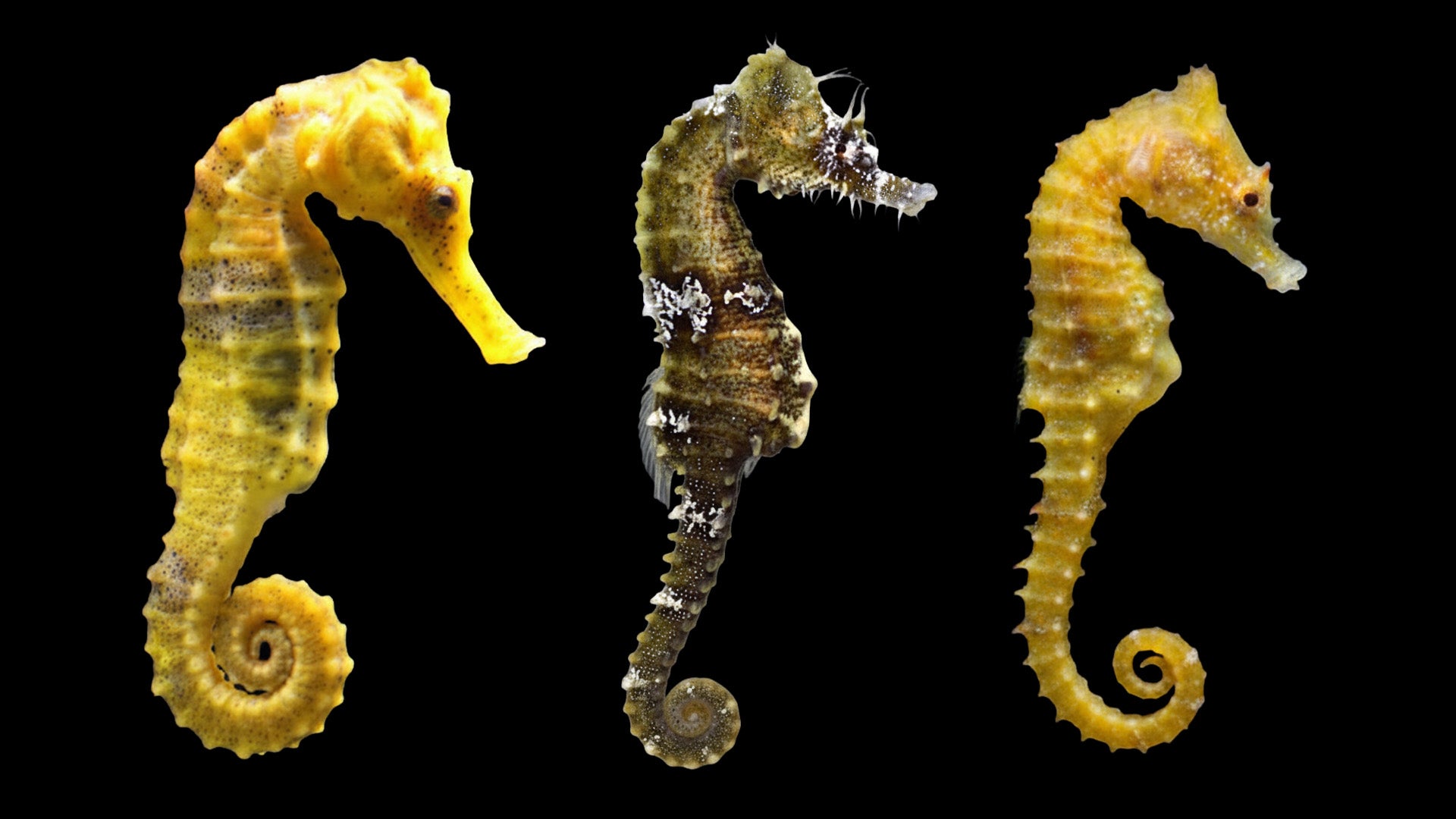 Corefiling Seahorse Ultimate Guide to Successfully Taking Care of Seahorses – Top Shelf ...
