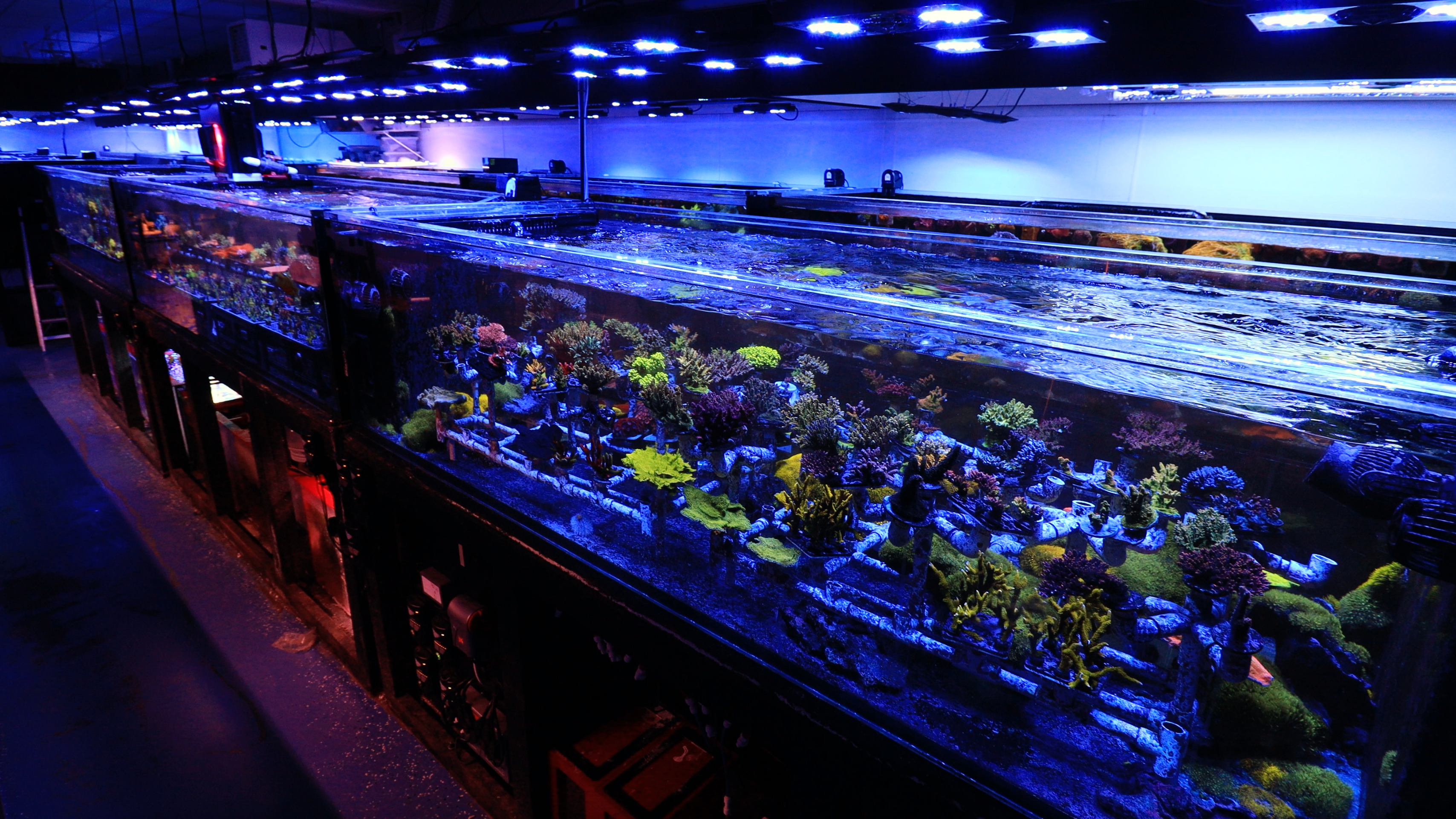 Top Shelf Aquatics coral farm grow-out raceways with aquacultured coral frags
