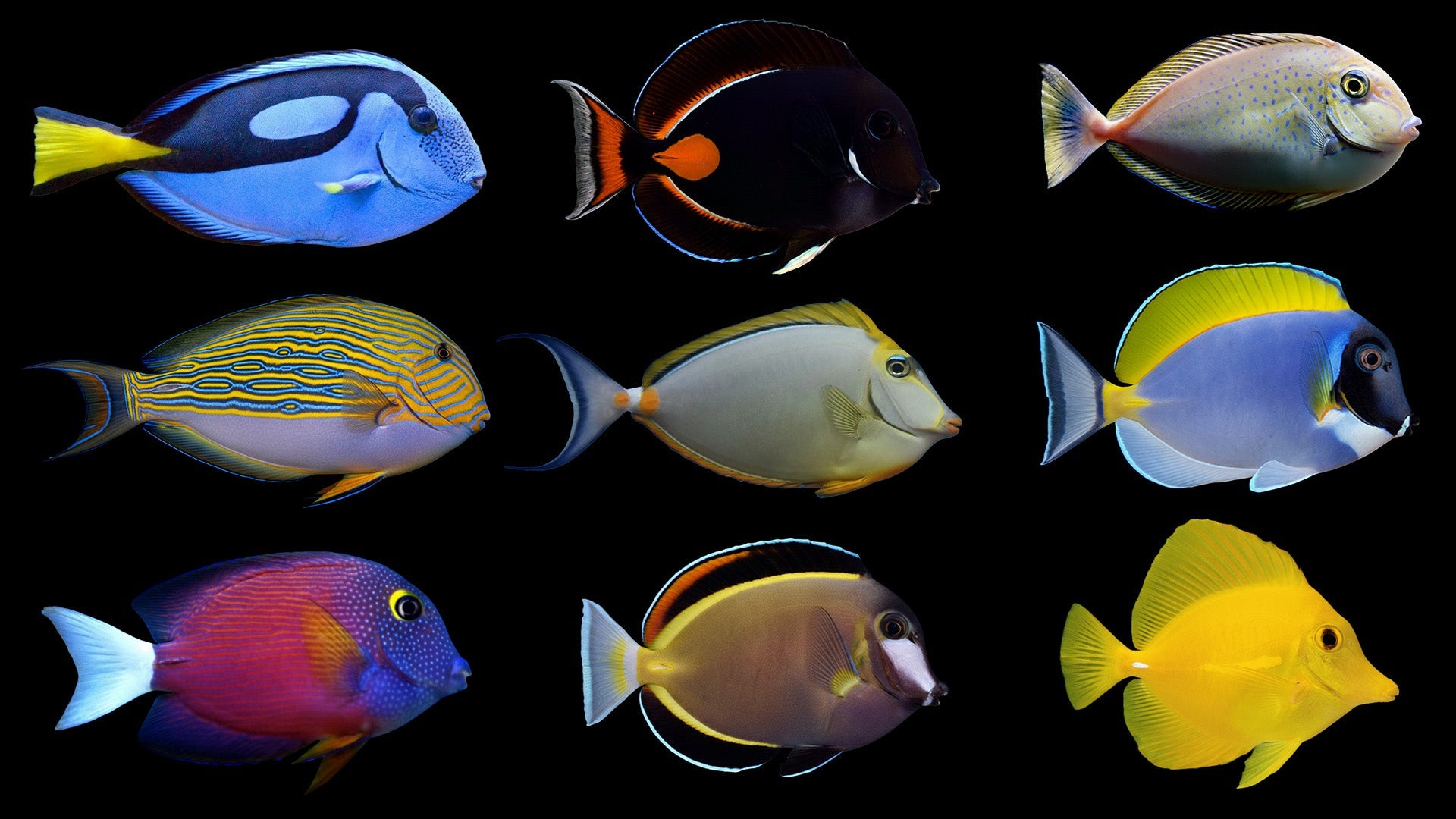 The Ultimate Tang Species Care Guide: Expert Tips for Creating a Perfect Home