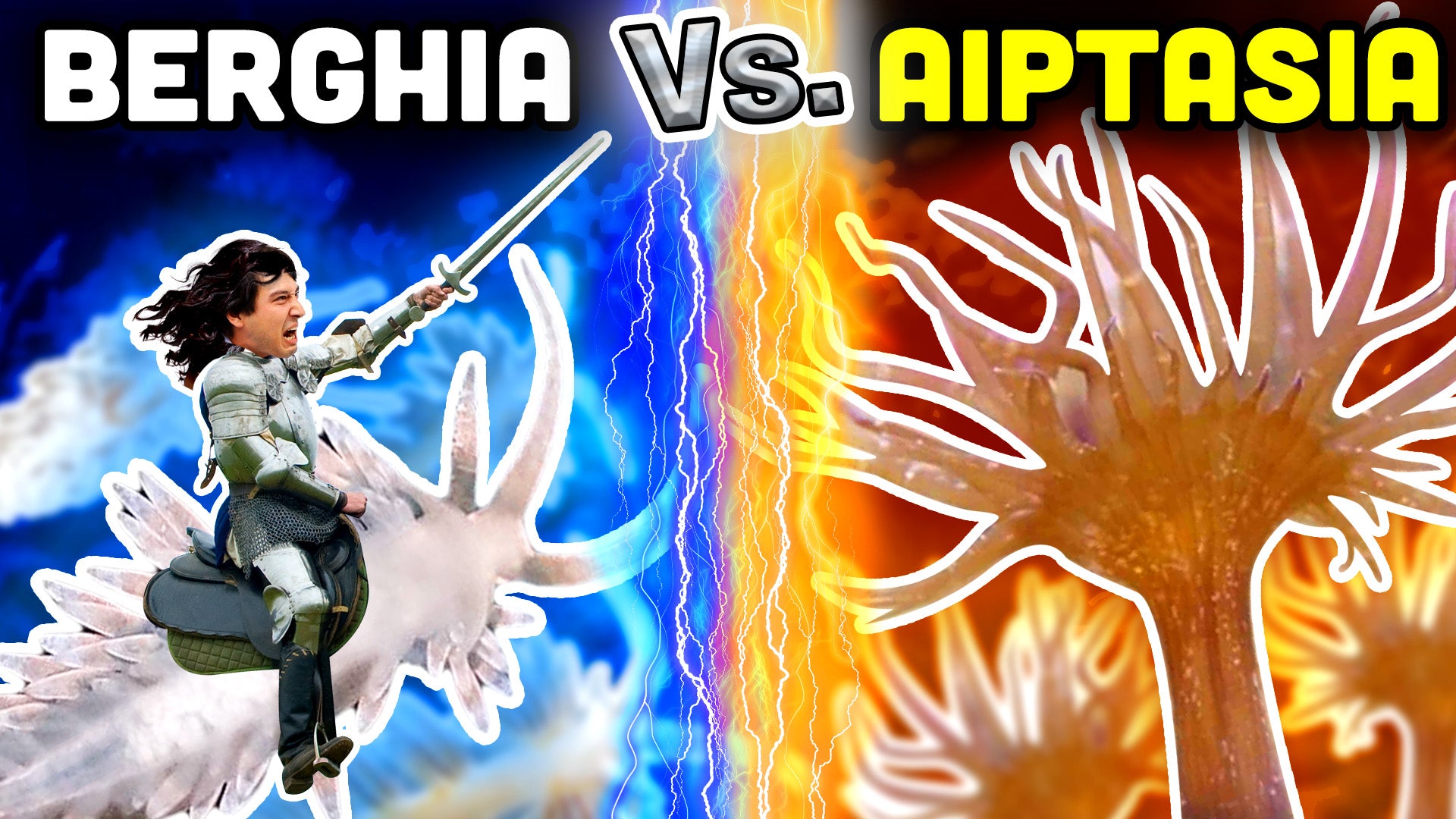 DESTROY Aiptasia with Berghia Nudibranchs! Everything You Need to Know!