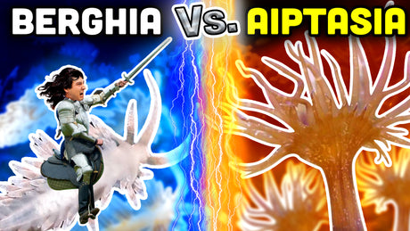 DESTROY Aiptasia with Berghia Nudibranchs! Everything You Need to Know!