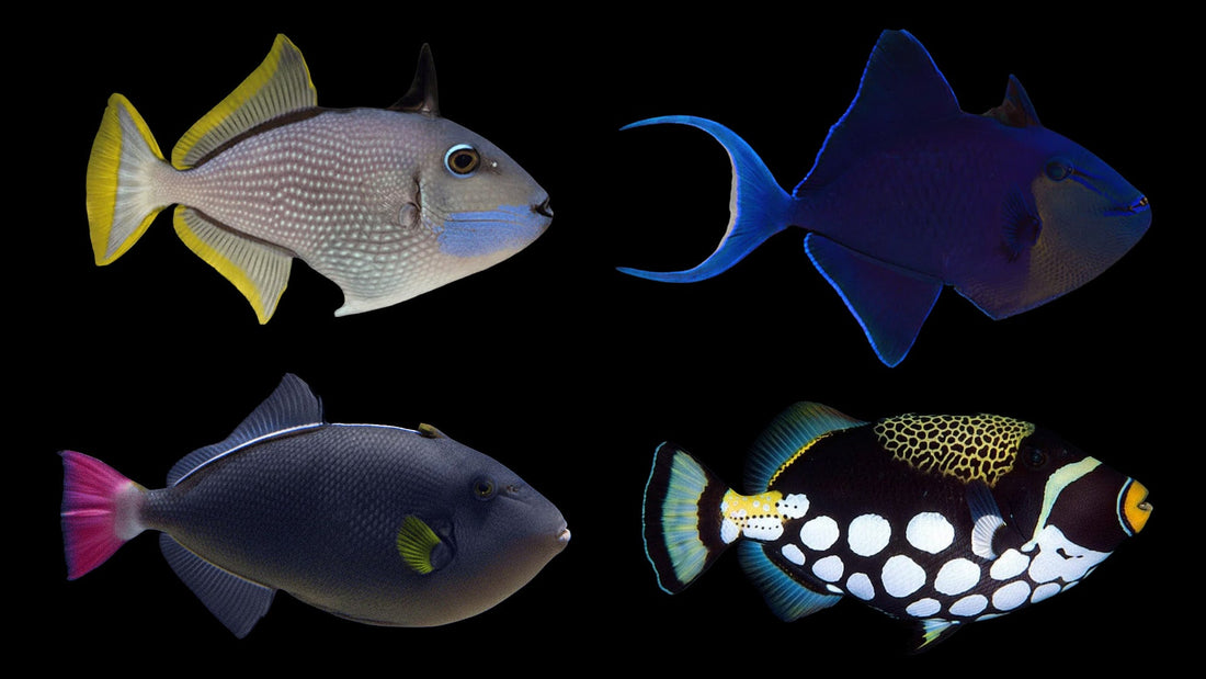Triggerfish Care Guide: Reef-Safer Species, Tank Size and Invert Compatibility