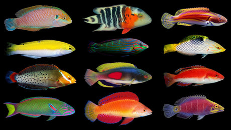 Wrasse Care Guide: Reef-Safe Wrasses For Modern Reef Tanks