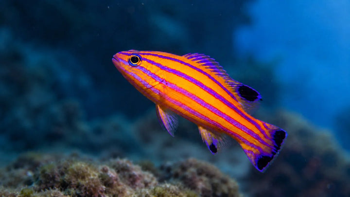 Colorful basslet swimming above a coral reef