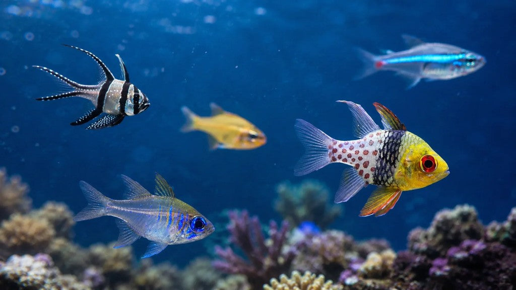 Banggai, Pajama, and other cardinalfish swimming in a reef aquarium