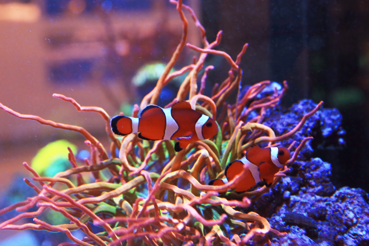 The Ultimate Clownfish Care Guide: Tips to Care for Nemo