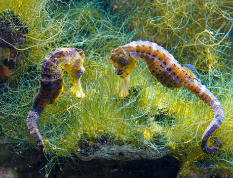 Ultimate Guide to Successfully Taking Care of Seahorses