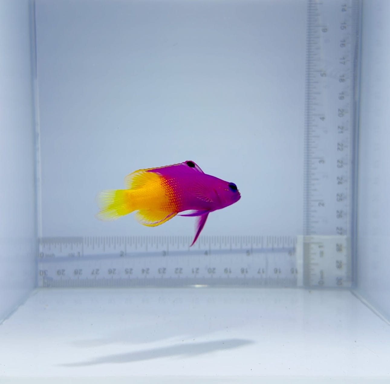 Royal Gramma fish in a reef aquarium