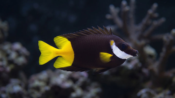 Fiji Foxface Rabbitfish — Are Rabbitfish Reef Safe? A Complete Guide to Coral Safety