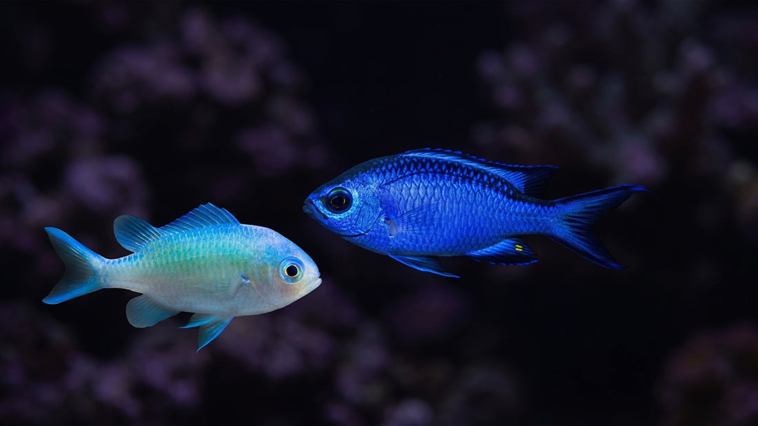 Blue Reef Chromis and Green Chromis — Best Chromis Species for Peaceful Groups (Ranked by Long-Term Stability)