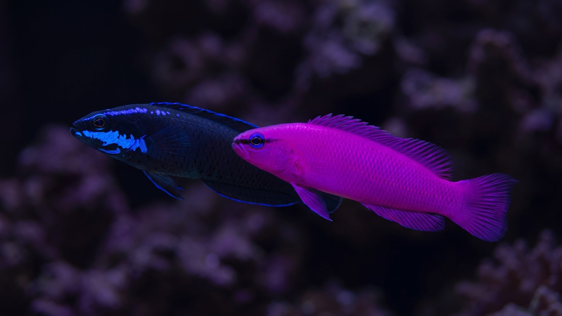 Orchid Dottyback and Springeri Dottyback — Best Dottybacks for Community Reefs: A Guide to Peaceful & Colorful Species