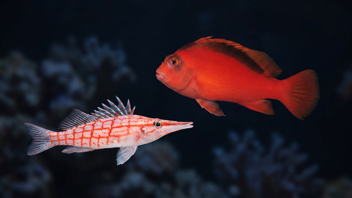 Flame Hawkfish and Longnose Hawkfish — Best Hawkfish for Reef Tanks