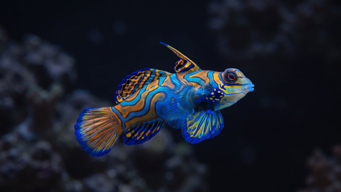 Green Mandarin Dragonet — Best Copepods for Dragonets: A Complete Guide for Your Reef Tank