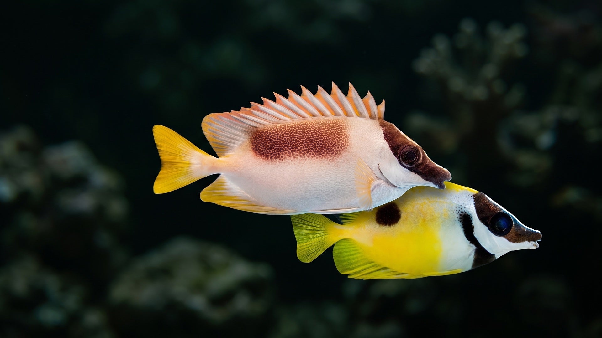 Magnificent Foxface and One Spot Foxface — The Ultimate Guide to Rabbitfish for Algae Control