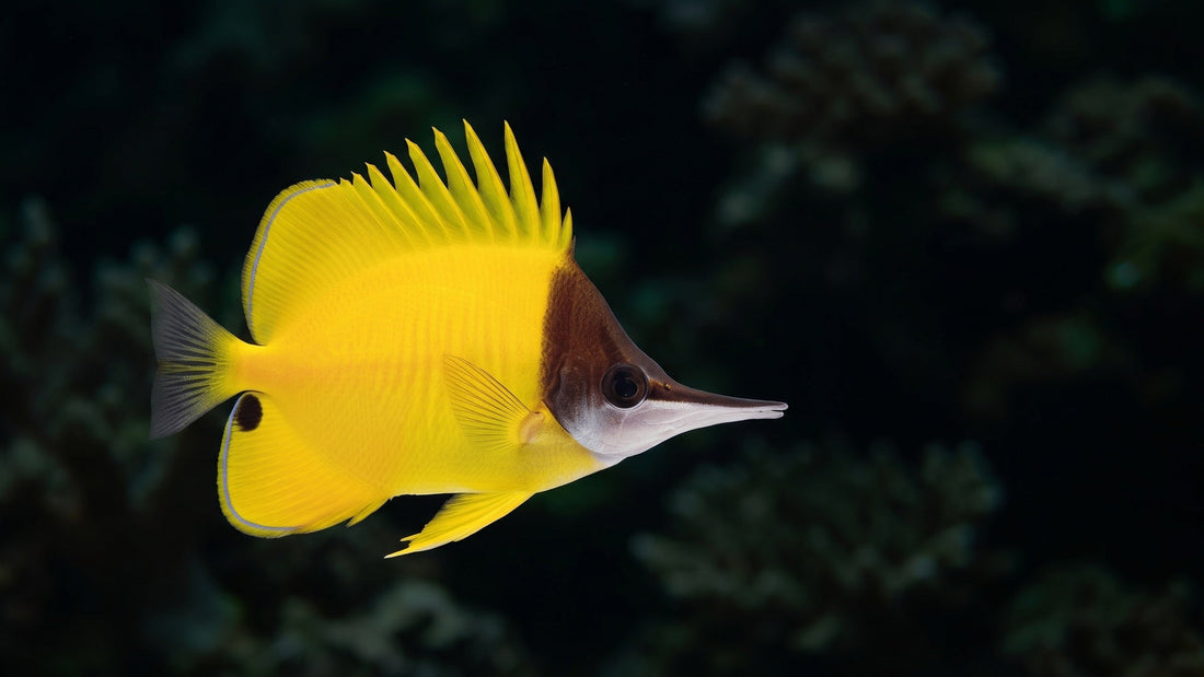 Longnose Butterflyfish — The Ultimate Guide to Butterflyfish Tank Size & Swimming Needs