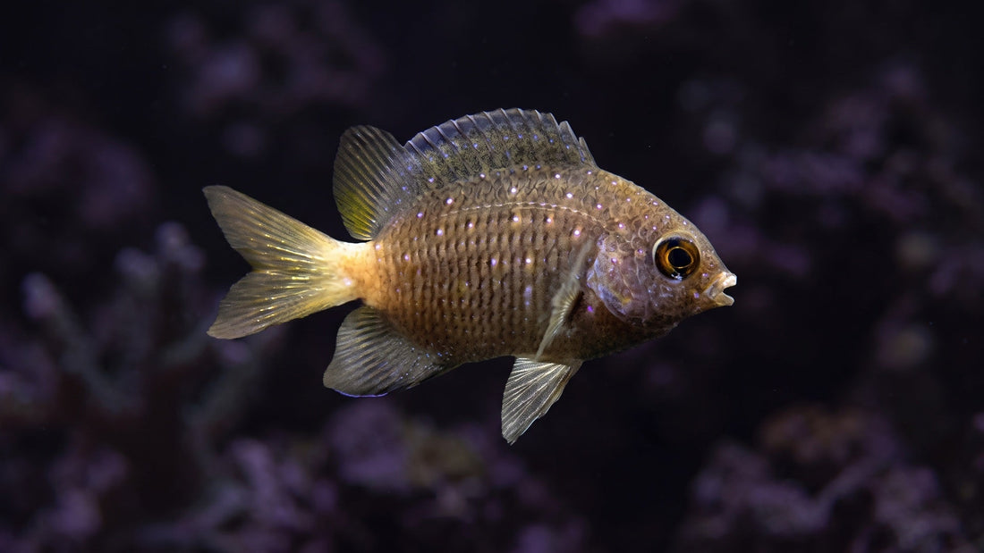 Bicolor Chromis — Chromis Aggression Over Time: Why Your Peaceful Group Turns Hostile