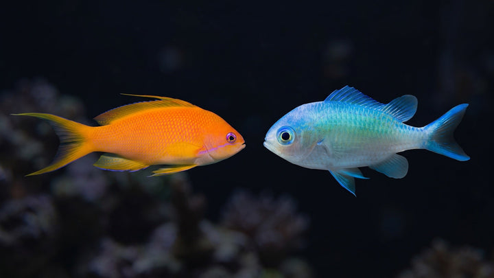 Green Chromis and Lyretail Anthias (Female) — Chromis vs Anthias: Which Is the Better Reef Schooler in 2026?