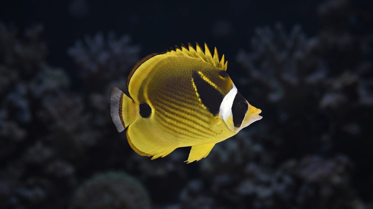 Raccoon Butterflyfish — Coral Nipping in Your Reef Tank: Why It Happens and How to Stop It