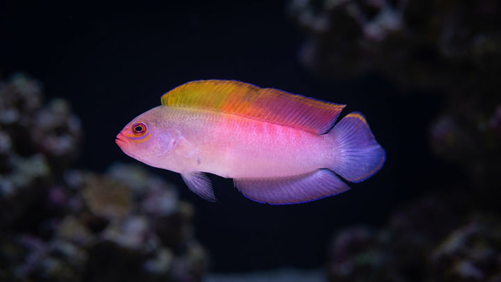 Australian Multi Color Dottyback — The Dottyback Dilemma: A Guide to Territory, Caves, and Tank Compatibility