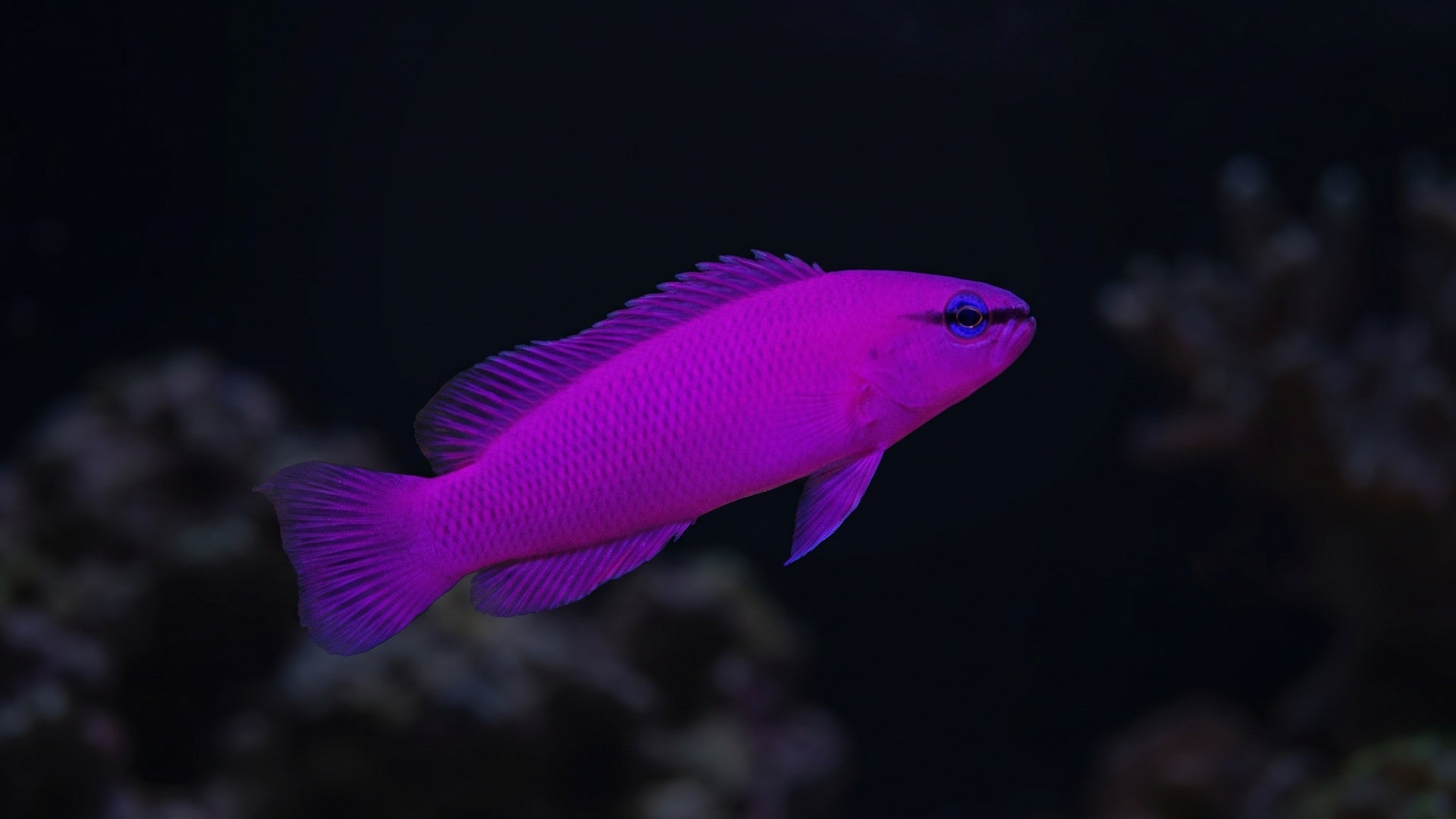 Orchid Dottyback — Dottybacks and Shrimp: A Complete Reef Tank Compatibility Guide
