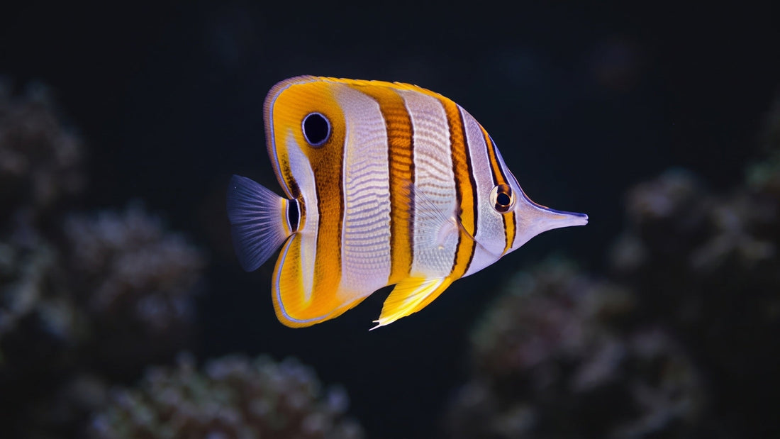 Copperband Butterflyfish — A Hobbyist's Guide: Successfully Feeding Difficult Butterflyfish