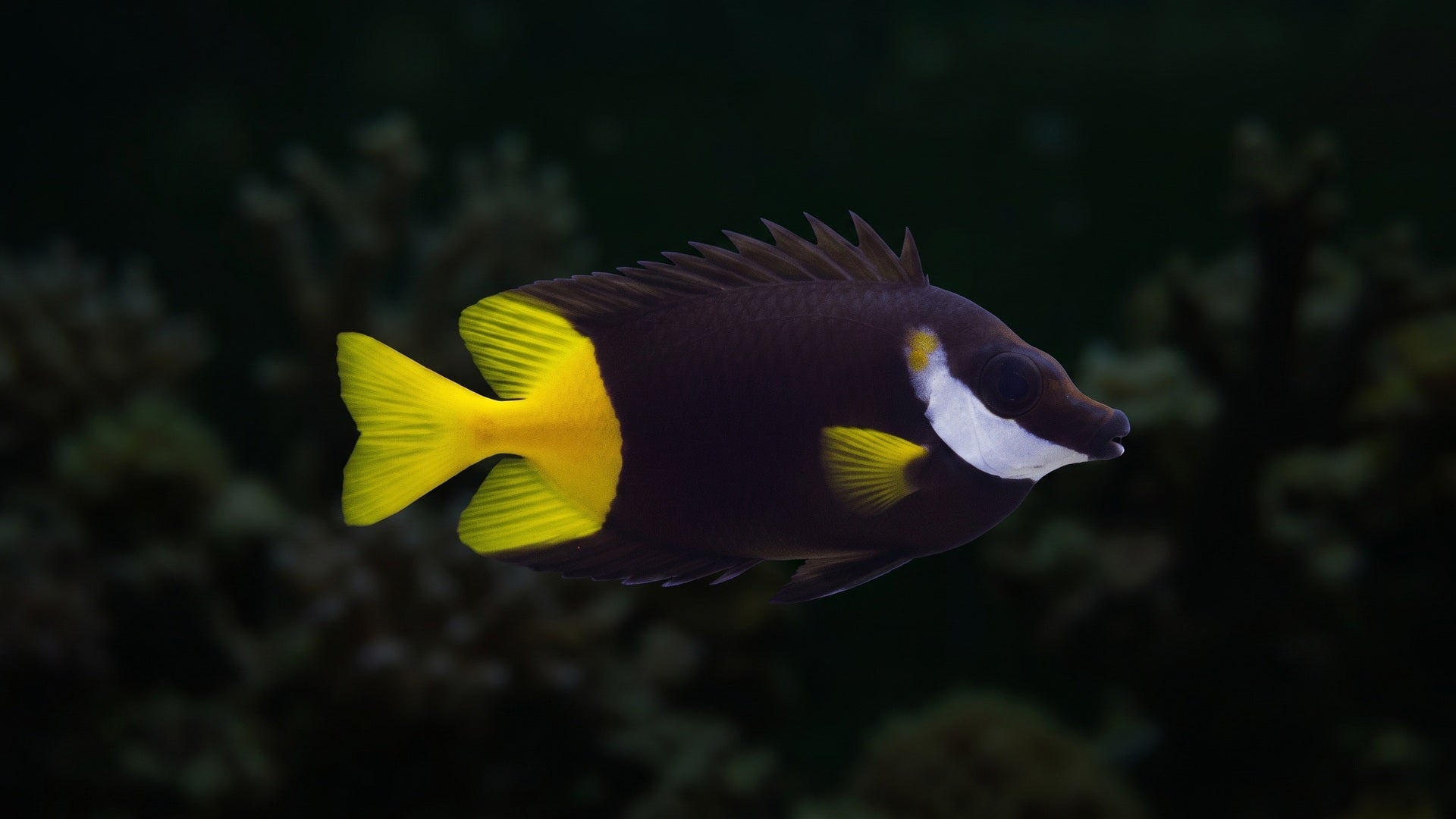Fiji Foxface Rabbitfish — Respect the Spines: Your Essential Guide to Safely Handling Rabbitfish