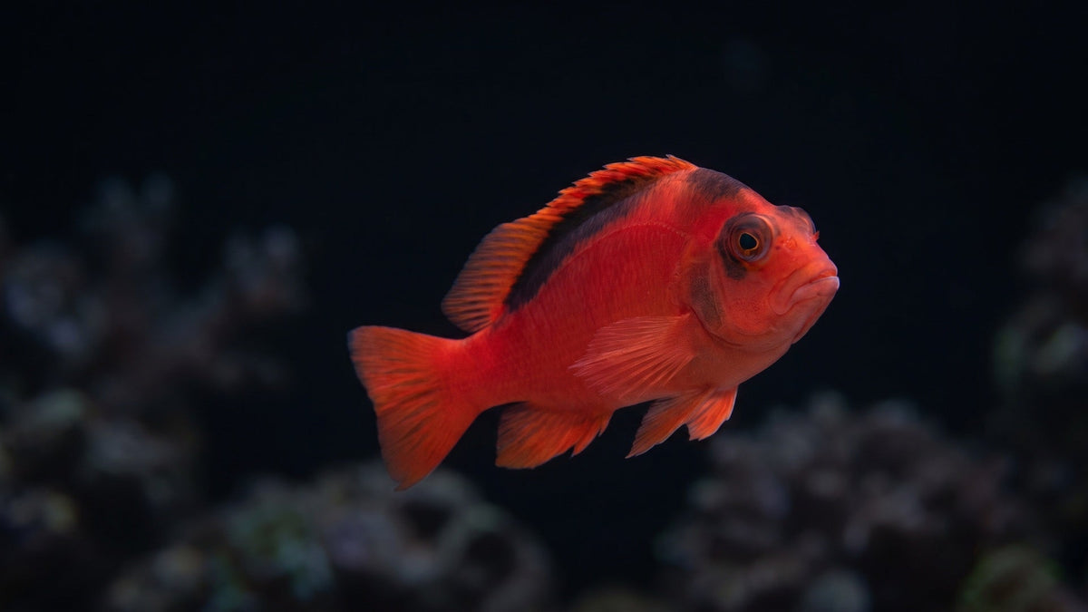 Flame Hawkfish — Hawkfish Tank Size and Territory Needs