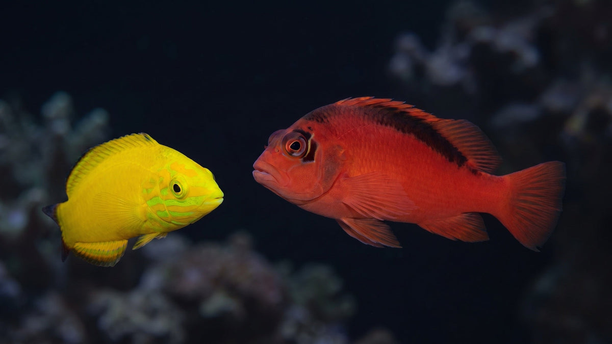 Flame Hawkfish and Yellow Coris Wrasse — Hawkfish vs Wrasse Compatibility