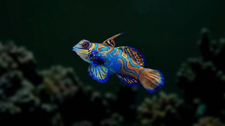 Green Mandarin Dragonet — How Many Copepods Does a Mandarin Goby Need? A Reef Keeper's Guide