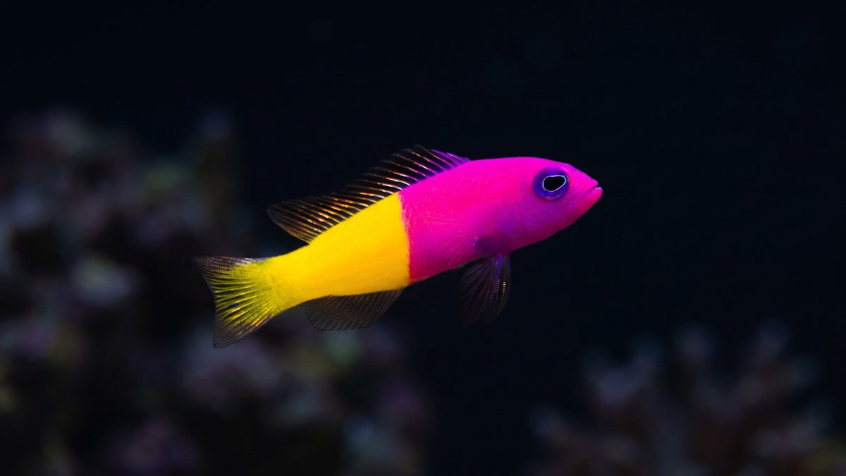 Bicolor Dottyback — A Reef Keeper's Guide to Managing Aggression in Small Saltwater Tanks