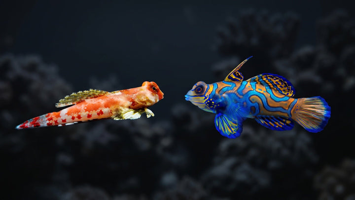 Green Mandarin Dragonet and Red Scooter Dragonet — Mandarin vs. Scooter Blenny: Which Dragonet is Right for Your Reef?