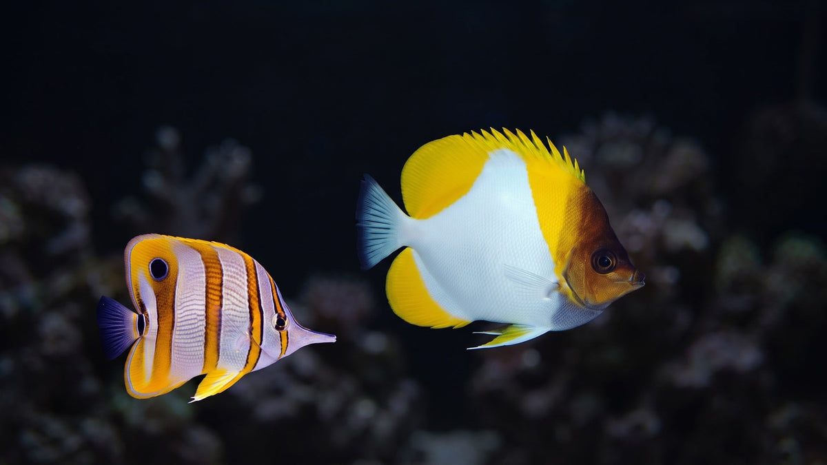 Pyramid Butterflyfish and Copperband Butterflyfish — Best Reef-Safe Butterflyfish for Your Aquarium