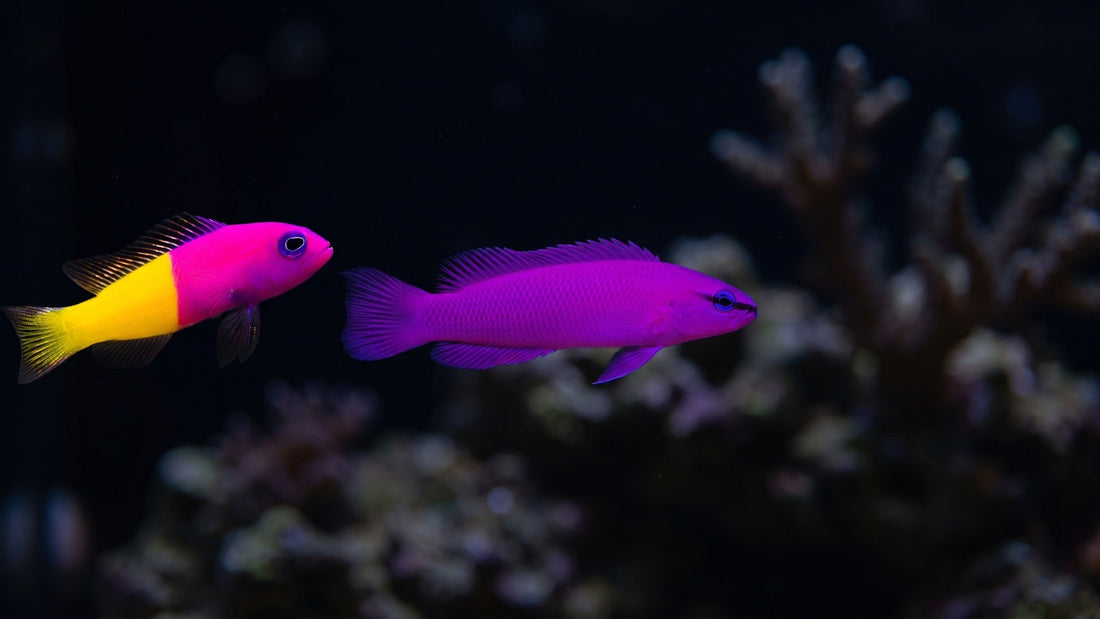 Orchid Dottyback and Bicolor Dottyback — Orchid Dottyback vs. Traditional Dottybacks: A Complete Comparison for Reefkeepers