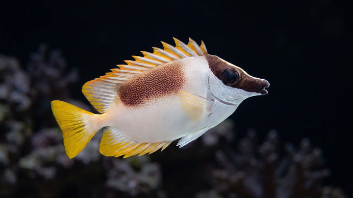 Magnificent Foxface — The Ultimate Guide to Rabbitfish Tank Size & Growth Rate