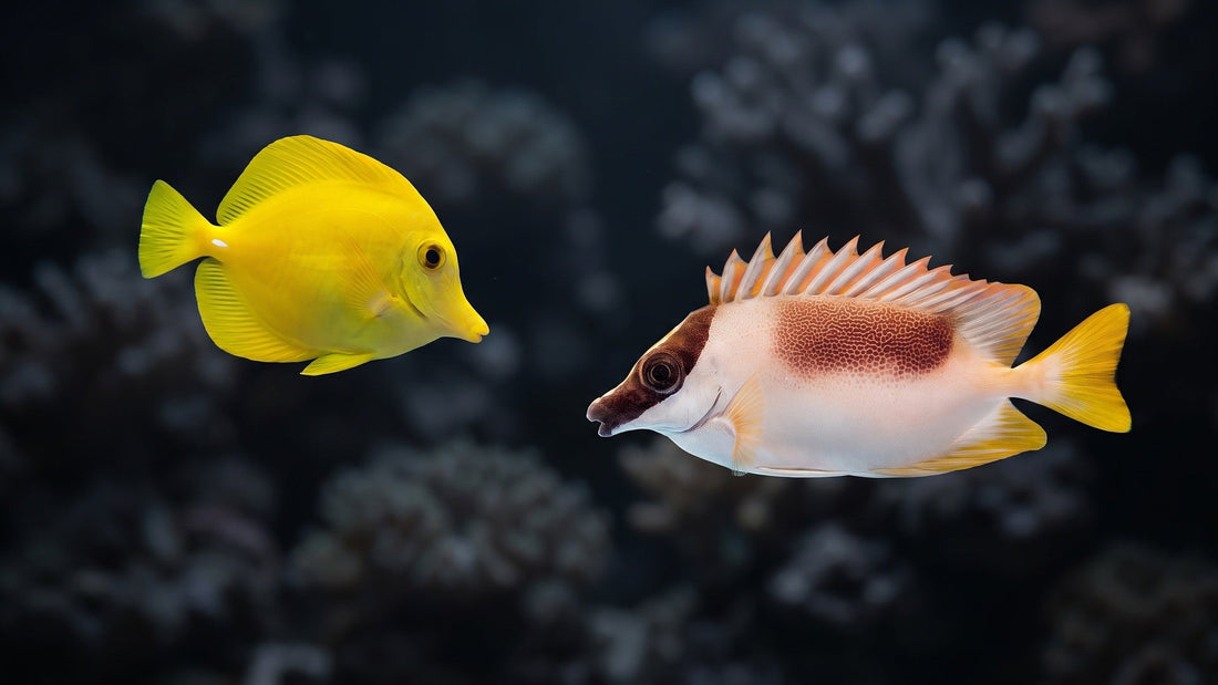 Magnificent Foxface and Yellow Tang — Rabbitfish vs. Tangs: The Ultimate Guide to Algae Control in Your Reef Tank
