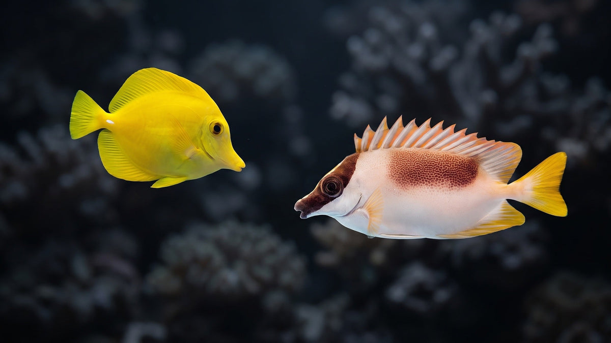 Magnificent Foxface and Yellow Tang — Rabbitfish vs. Tangs: The Ultimate Guide to Algae Control in Your Reef Tank